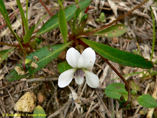 {Viola lanceolata var. lanceolata}